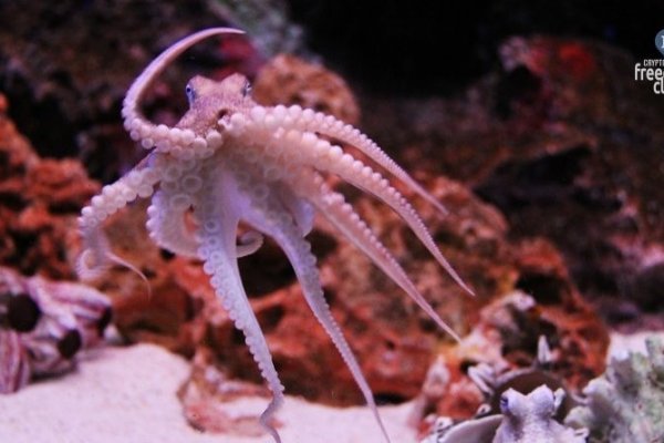 Kraken darknet kraken darknet 2n com